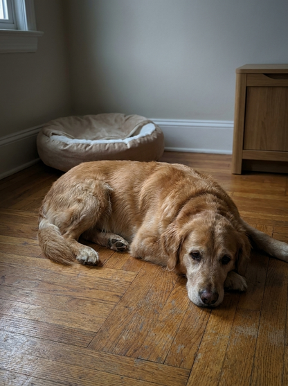 CozyNest™ Calming Pet Bed